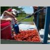 Crawfish_Boil_2008_060.jpg