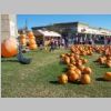 PumpkinPatch2008_071.jpg