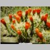 CactusFlower02.JPG